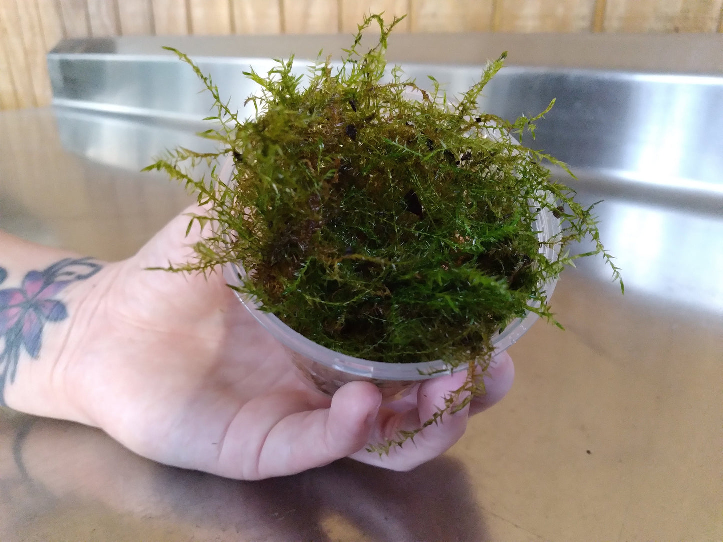Java Moss (Taxiphyllum barbieri) live aquarium plant, beginner fast Growing moss for Aquarium Terrarium Aquascaping Fish Tanks and Koi Ponds
