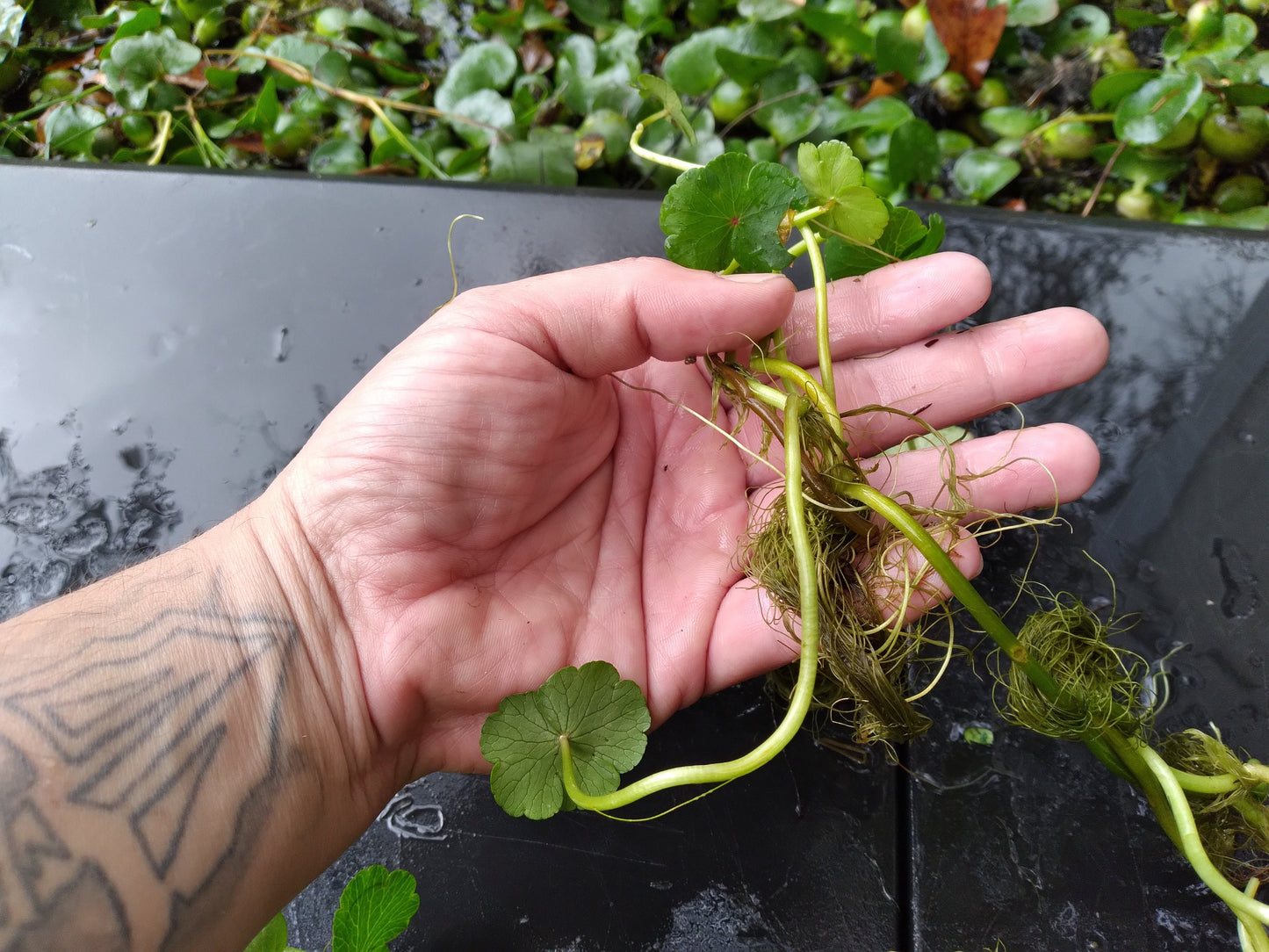 Brazilian Pennywort Live Aquarium Plant (Hydrocotyle leucocephala) – Fast Growing, Beginner Friendly, Floating or Rooted Plant