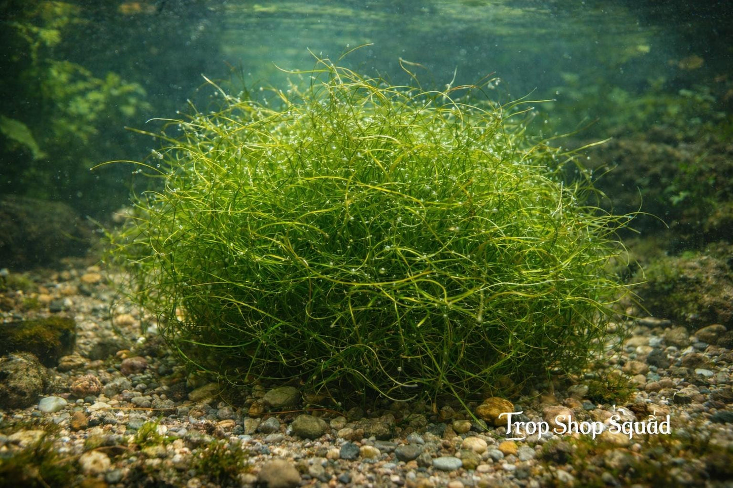 Guppy Grass Bundles, Live Aquarium Plant – Floating Freshwater Plant, Easy Low Light No CO2, Fry & Shrimp,(Buy 2 Get 1 Free)