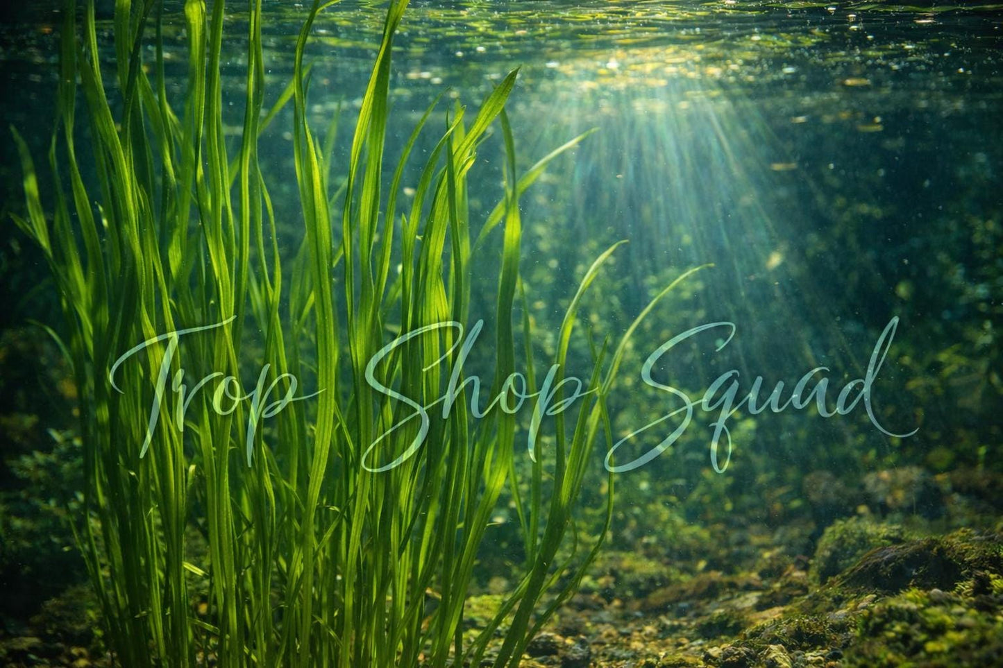 Live Jungle Vallisneria (Jungle Vals) – Hardy Aquarium & Pond Plant | Fast Growing, Easy Care