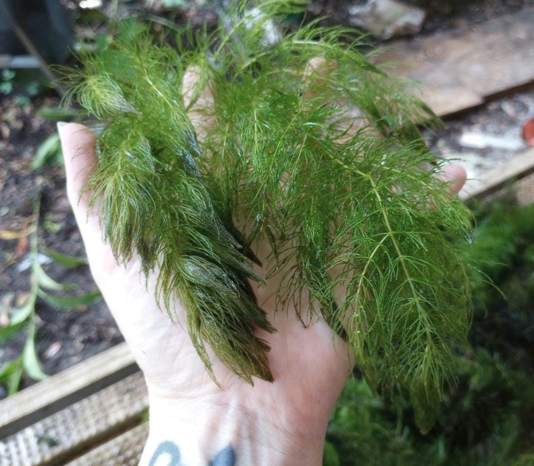Large Hornwort Aquarium Plant Bundles – Easy Beginner Floating Fish Tank Plant for Shrimp, Fry, Ponds