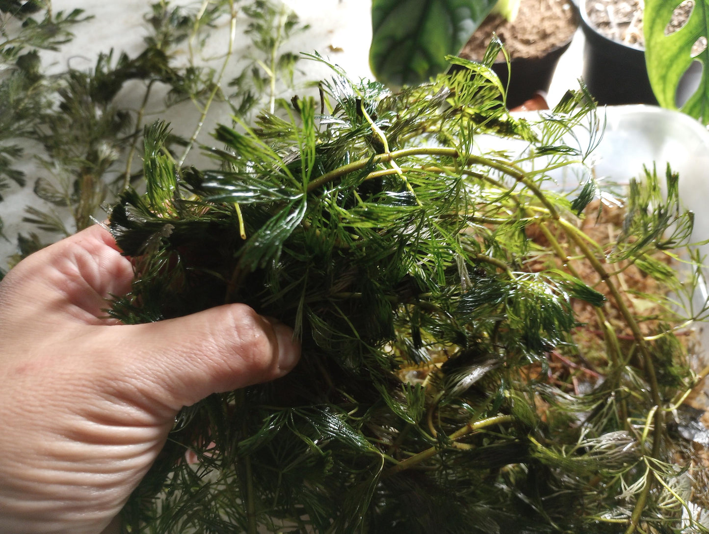 Green Fanwort Live Aquarium Plant – Cabomba Caroliniana Freshwater Oxygenating Plant