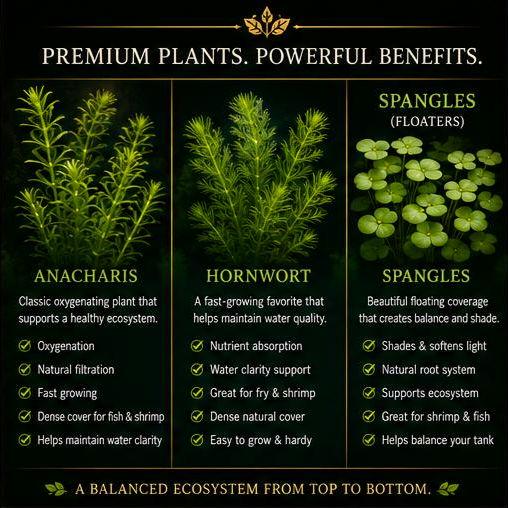 Clearwater Reserve⢠| Premium Anacharis Ecosystem Bundle | Live Aquarium Plants for Fish Tanks, Shrimp Habitats & Ponds