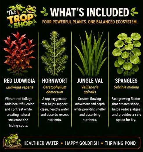 Goldfish Ember Garden⢠| Live Pond Plants for Goldfish Ponds & Water Gardens | Vibrant Natural Pond Ecosystem