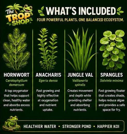 Crystal Current⢠Koi Pond Plant Pack | Live Pond Plants for Koi Ponds & Water Gardens | Natural Water Clarity Ecosystem