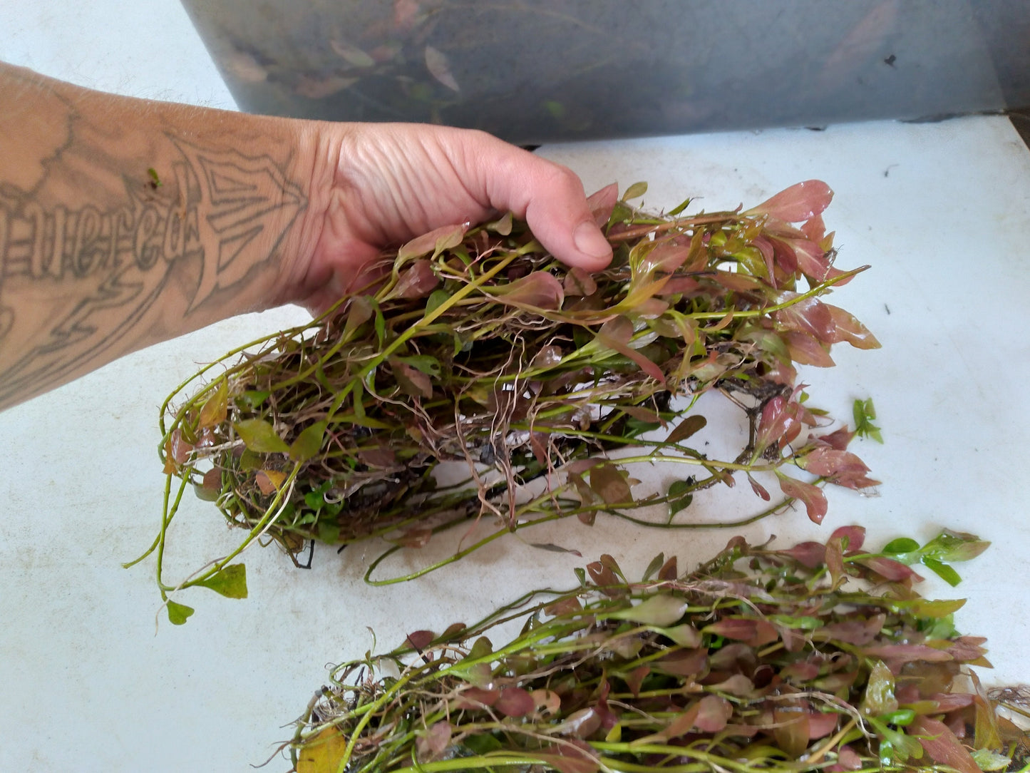 Red Ludwigia Repens Live Aquarium Plant | Freshwater Stem Plant | Easy Beginner Fish Tank Plant | Fast Growing Aquatic Plants