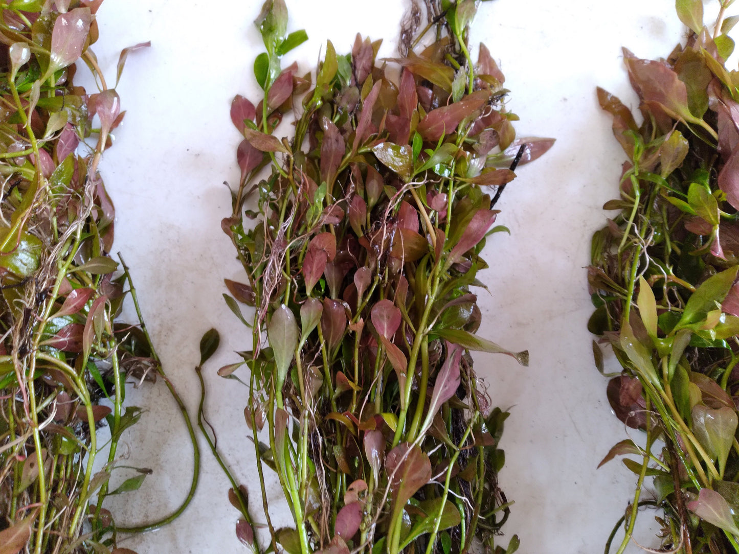Red Ludwigia Repens Live Aquarium Plant | Freshwater Stem Plant | Easy Beginner Fish Tank Plant | Fast Growing Aquatic Plants