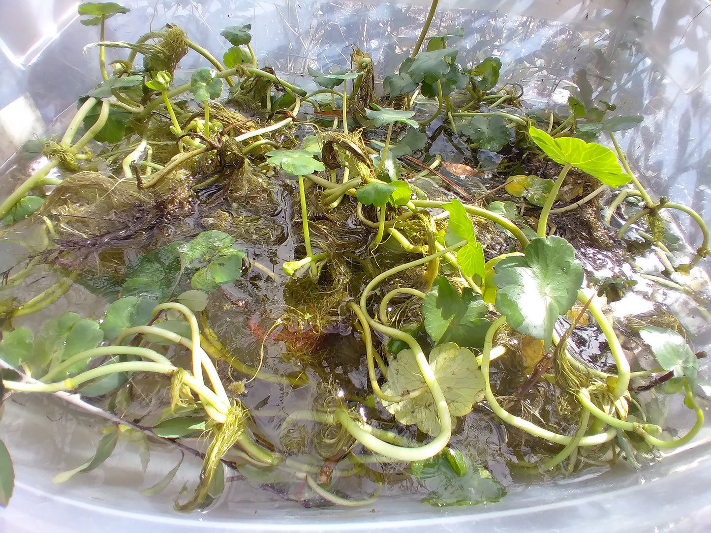 Brazilian Pennywort Live Aquarium Plant (Hydrocotyle leucocephala) – Fast Growing, Beginner Friendly, Floating or Rooted Plant