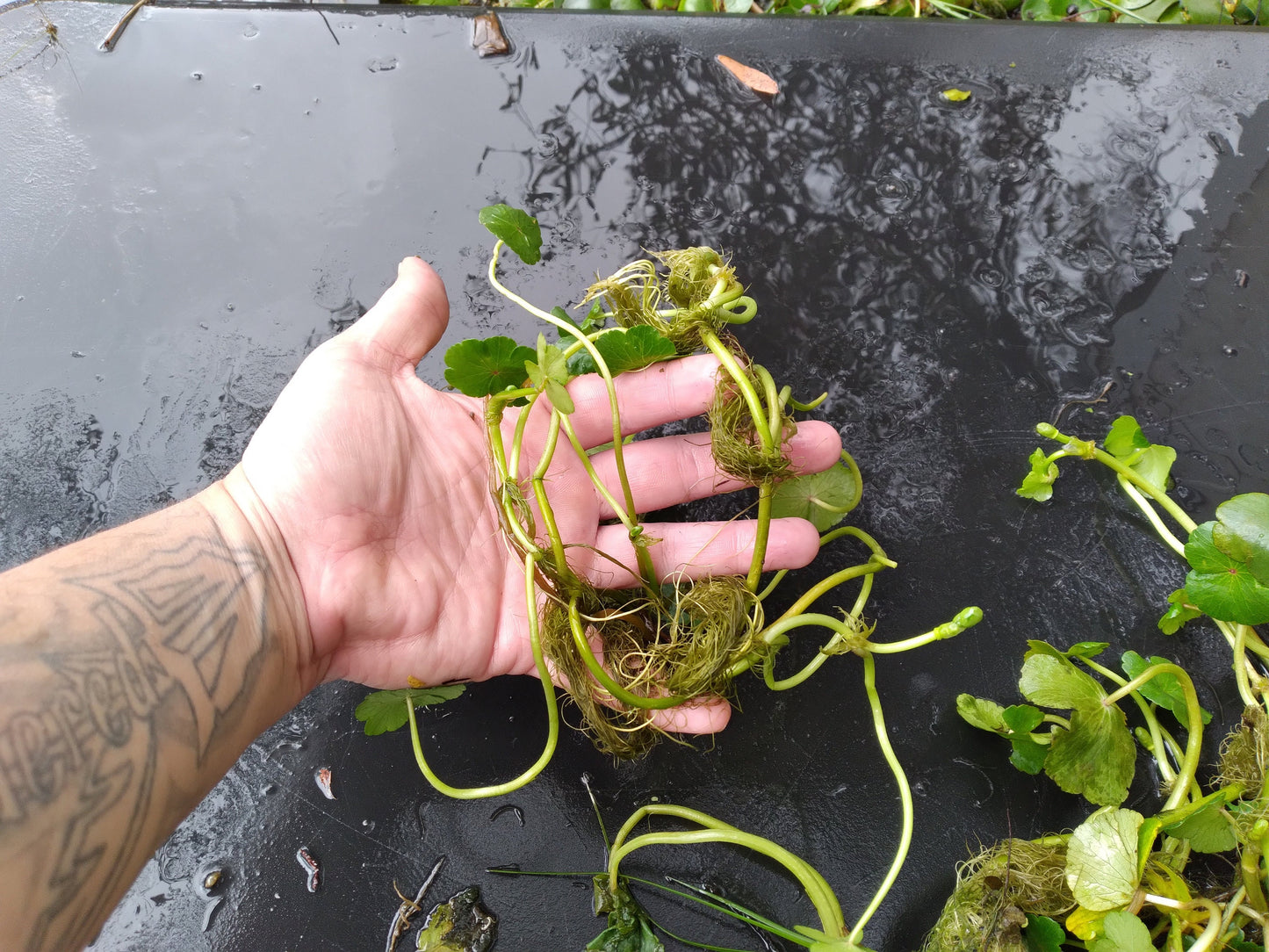 Brazilian Pennywort Live Aquarium Plant (Hydrocotyle leucocephala) – Fast Growing, Beginner Friendly, Floating or Rooted Plant