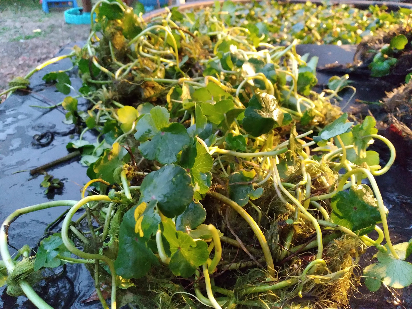 Brazilian Pennywort Live Aquarium Plant (Hydrocotyle leucocephala) – Fast Growing, Beginner Friendly, Floating or Rooted Plant