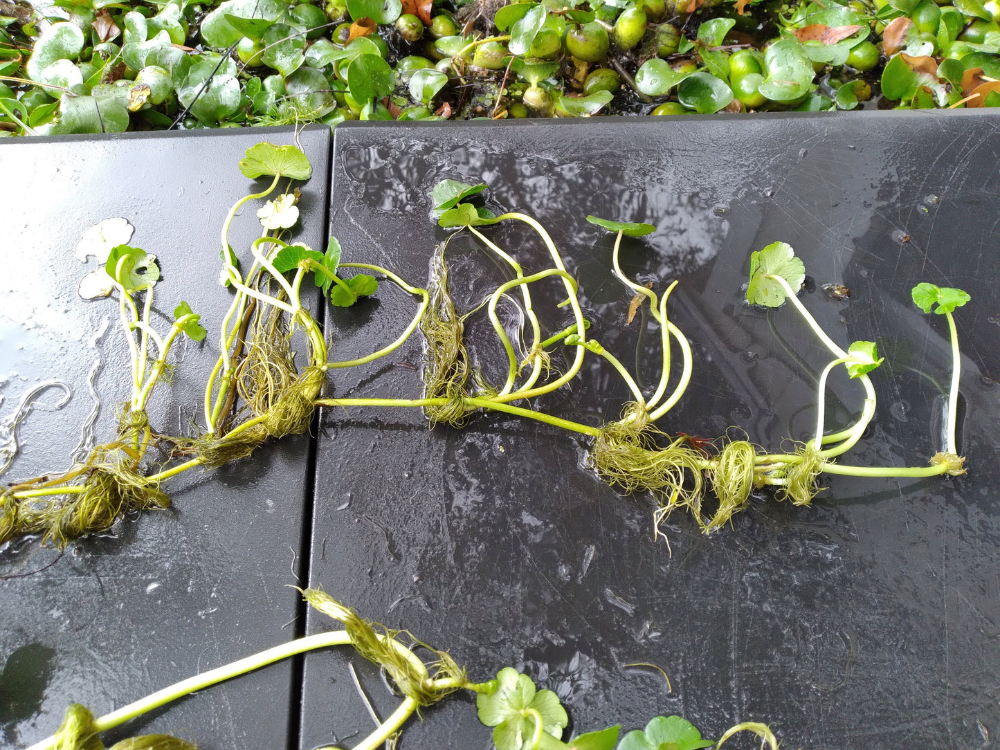 Brazilian Pennywort Live Aquarium Plant (Hydrocotyle leucocephala) – Fast Growing, Beginner Friendly, Floating or Rooted Plant