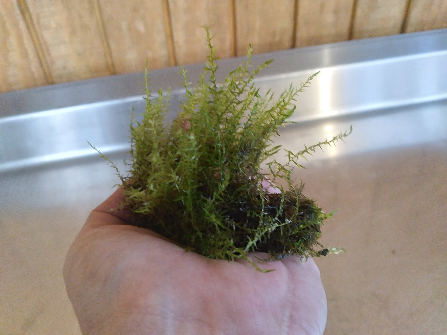 Java Moss (Taxiphyllum barbieri) live aquarium plant, beginner fast Growing moss for Aquarium Terrarium Aquascaping Fish Tanks and Koi Ponds