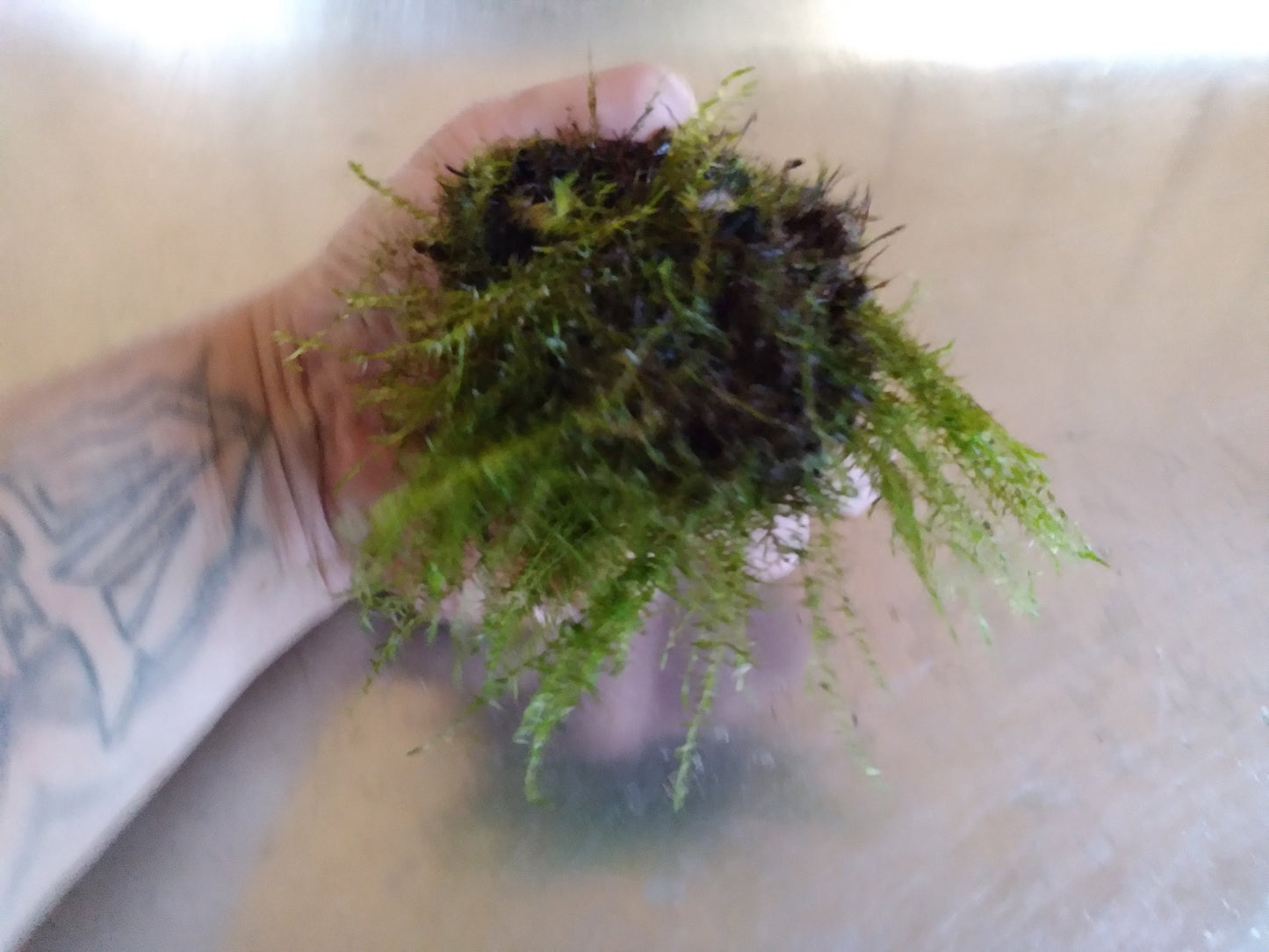 Java Moss (Taxiphyllum barbieri) live aquarium plant, beginner fast Growing moss for Aquarium Terrarium Aquascaping Fish Tanks and Koi Ponds