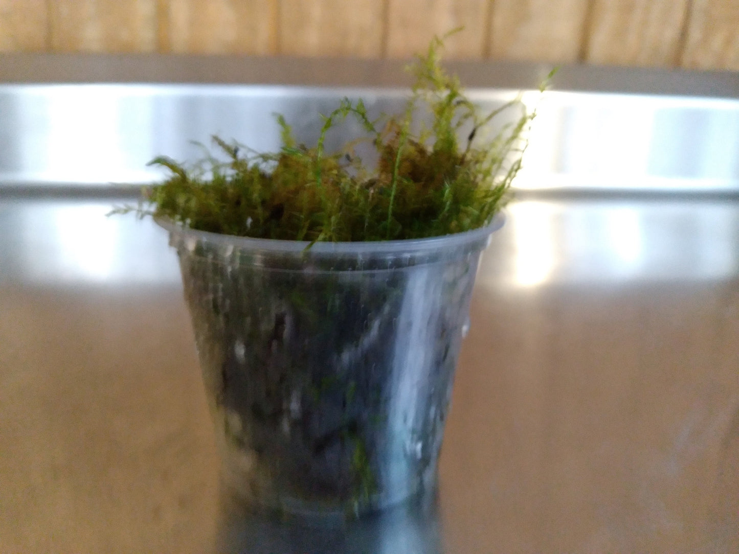 Java Moss (Taxiphyllum barbieri) live aquarium plant, beginner fast Growing moss for Aquarium Terrarium Aquascaping Fish Tanks and Koi Ponds