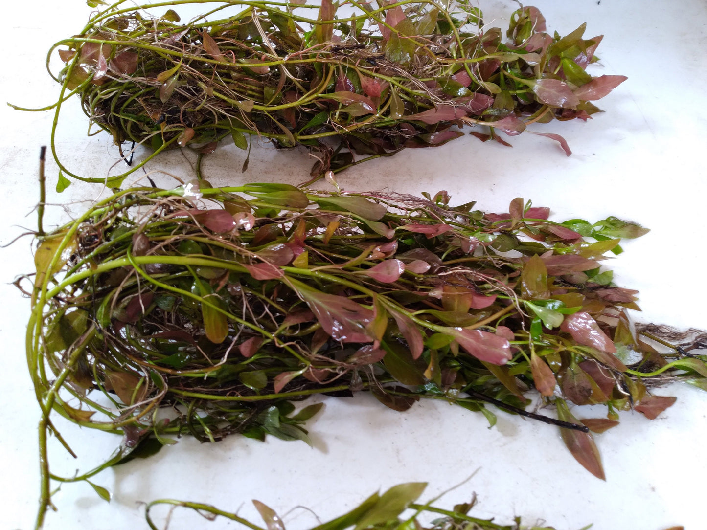 Red Ludwigia Repens Live Aquarium Plant | Freshwater Stem Plant | Easy Beginner Fish Tank Plant | Fast Growing Aquatic Plants