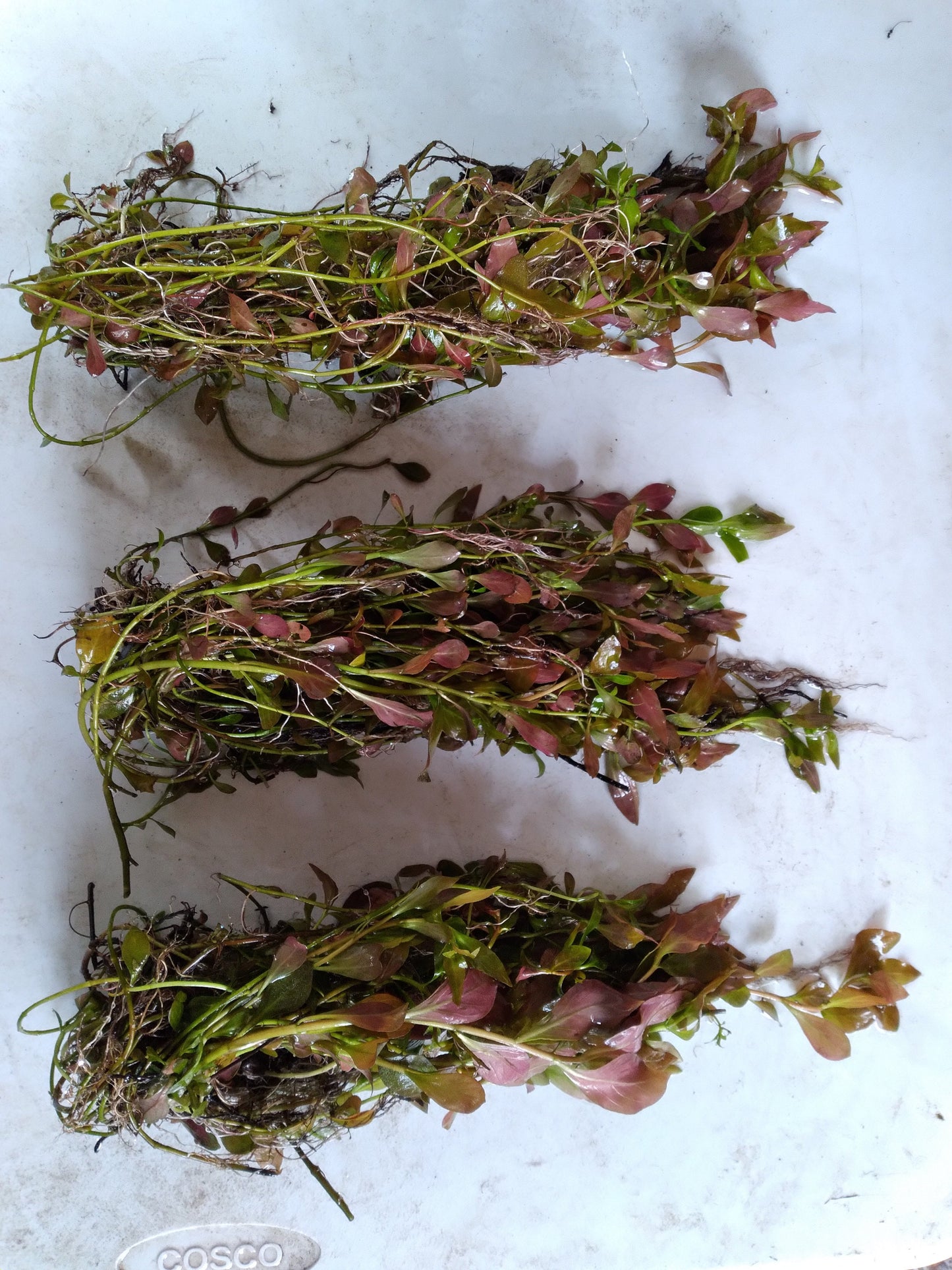 Red Ludwigia Repens Live Aquarium Plant | Freshwater Stem Plant | Easy Beginner Fish Tank Plant | Fast Growing Aquatic Plants