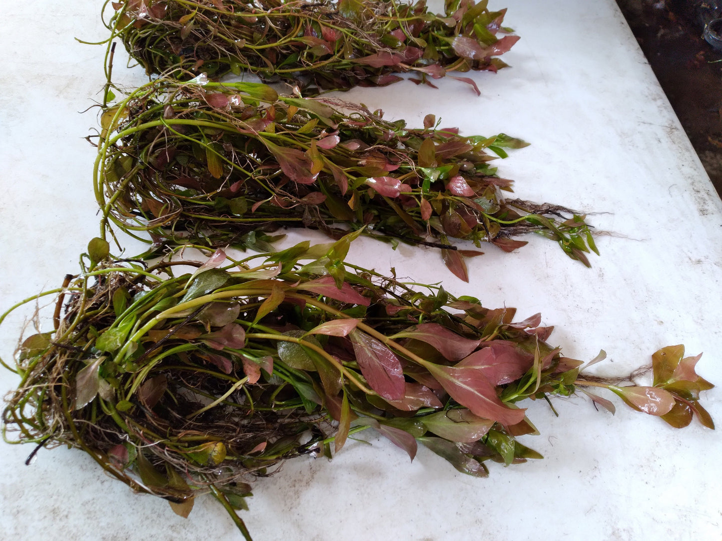 Red Ludwigia Repens Live Aquarium Plant | Freshwater Stem Plant | Easy Beginner Fish Tank Plant | Fast Growing Aquatic Plants