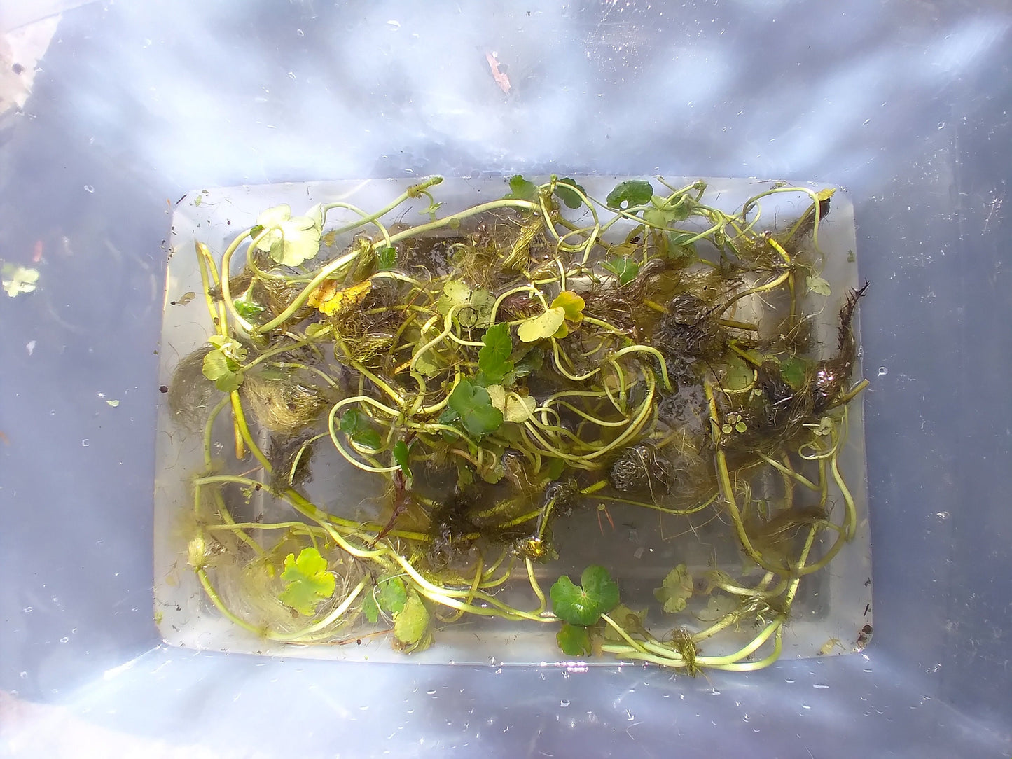 Brazilian Pennywort Live Aquarium Plant (Hydrocotyle leucocephala) – Fast Growing, Beginner Friendly, Floating or Rooted Plant