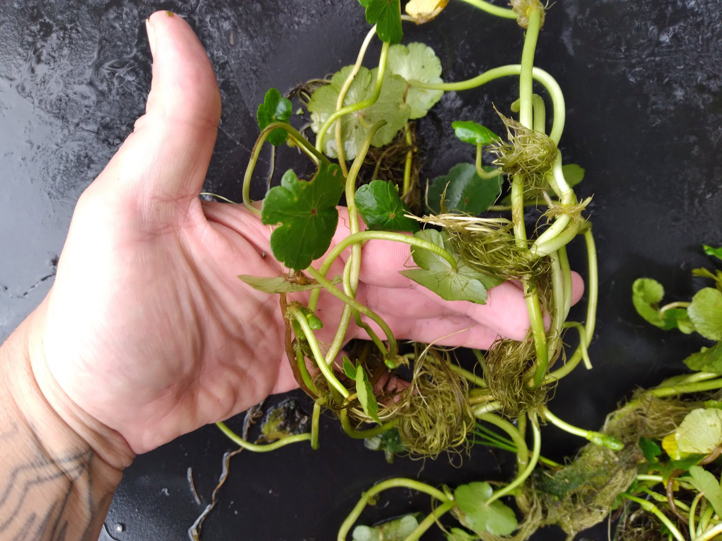 Brazilian Pennywort Live Aquarium Plant (Hydrocotyle leucocephala) – Fast Growing, Beginner Friendly, Floating or Rooted Plant