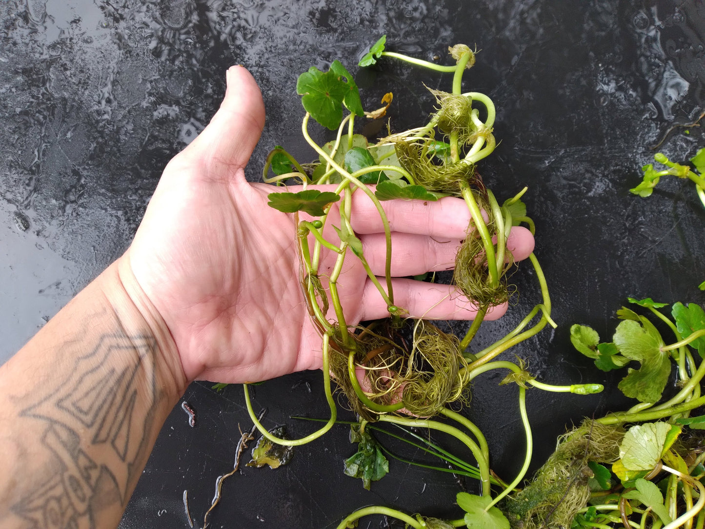 Brazilian Pennywort Live Aquarium Plant (Hydrocotyle leucocephala) – Fast Growing, Beginner Friendly, Floating or Rooted Plant