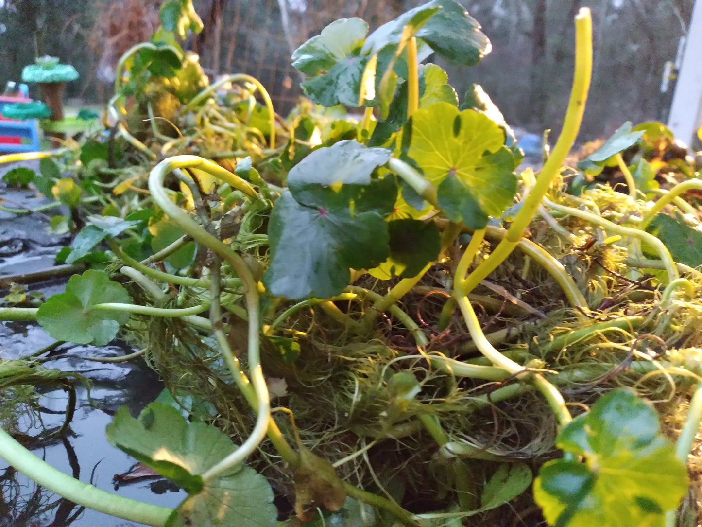 Brazilian Pennywort Live Aquarium Plant (Hydrocotyle leucocephala) – Fast Growing, Beginner Friendly, Floating or Rooted Plant