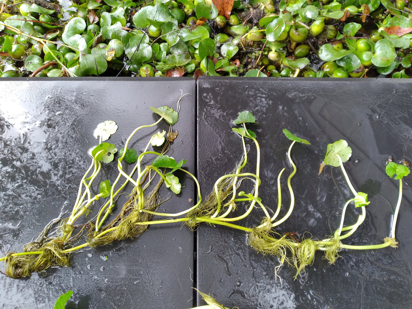 Brazilian Pennywort Live Aquarium Plant (Hydrocotyle leucocephala) – Fast Growing, Beginner Friendly, Floating or Rooted Plant