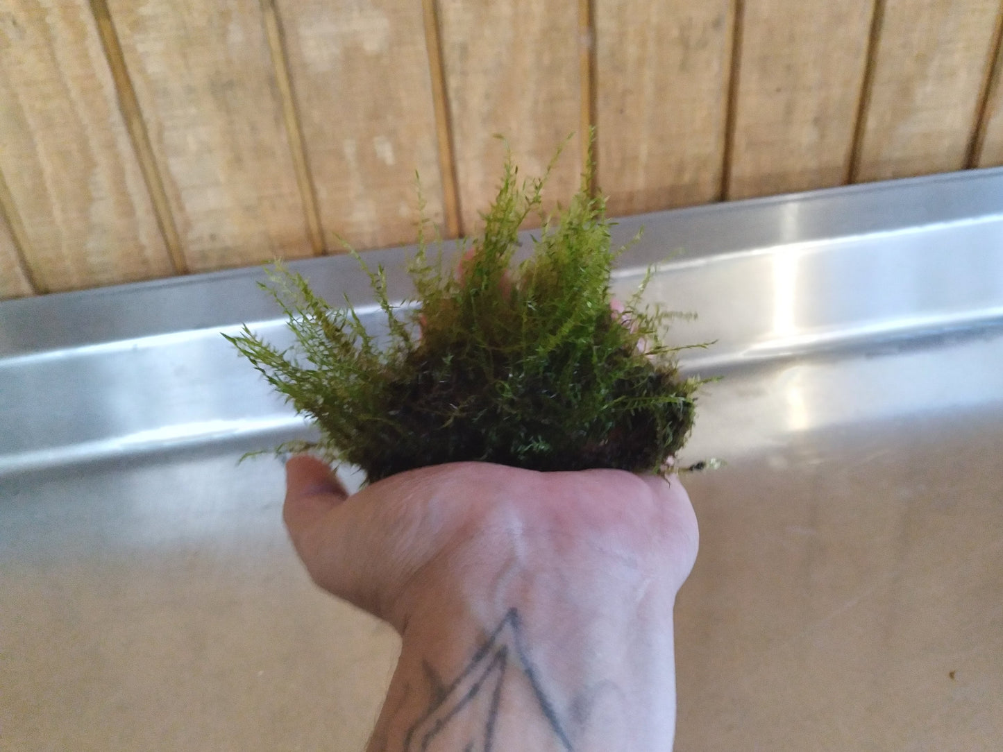 Java Moss (Taxiphyllum barbieri) live aquarium plant, beginner fast Growing moss for Aquarium Terrarium Aquascaping Fish Tanks and Koi Ponds