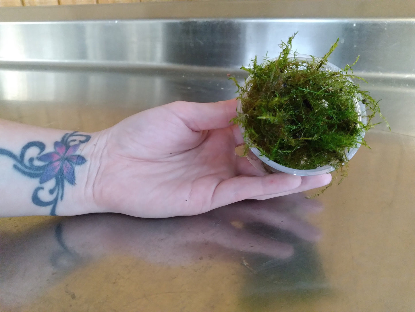 Java Moss (Taxiphyllum barbieri) live aquarium plant, beginner fast Growing moss for Aquarium Terrarium Aquascaping Fish Tanks and Koi Ponds