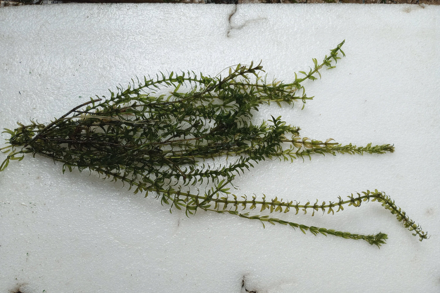 Trop Shop Squad Organic Anacharis Elodea Densa (Buy 2 get 1 Free) Filtering Oxygenating Fast Growing Easy Pond and Aquarium Live Plant