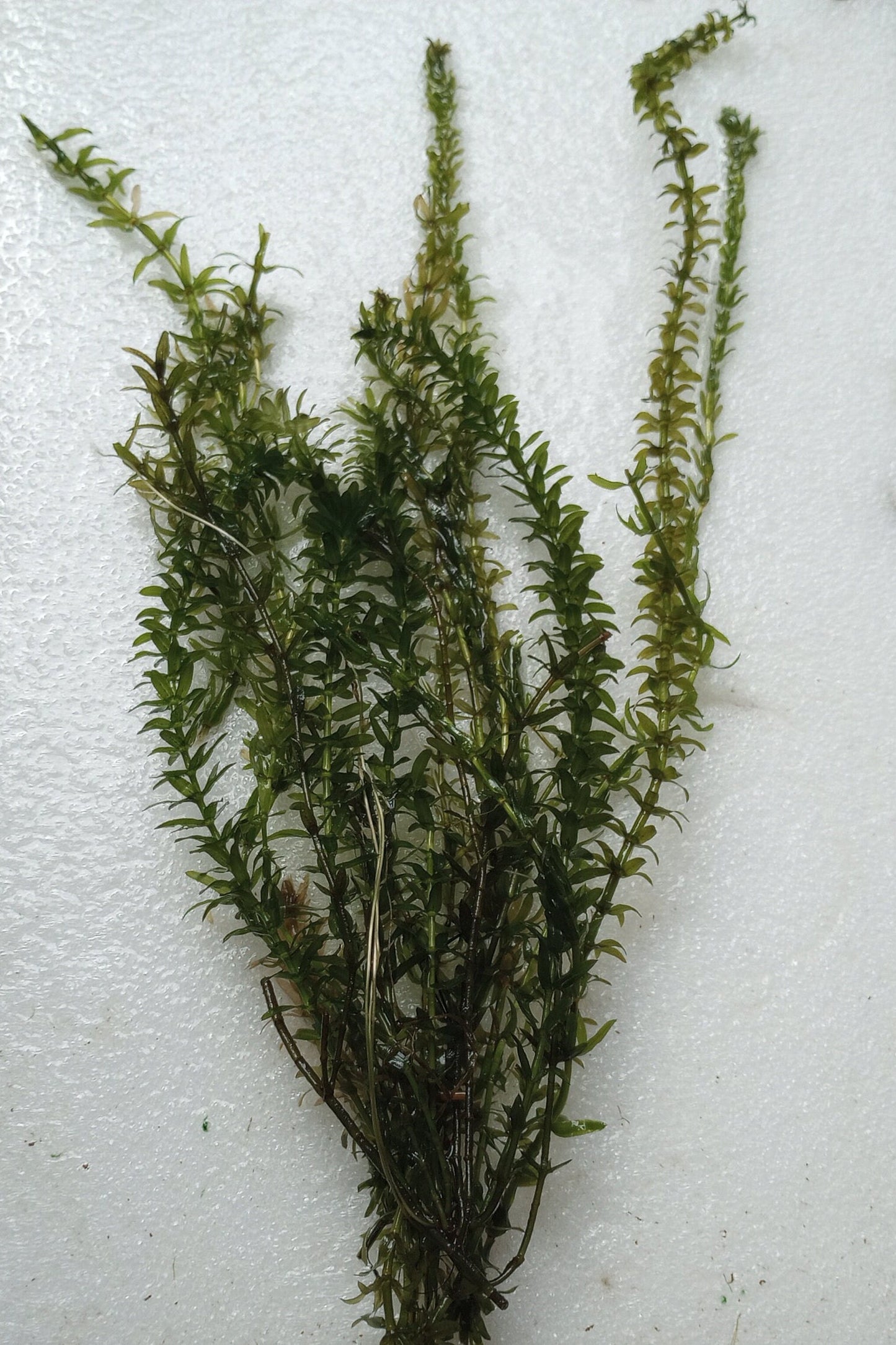 Trop Shop Squad Organic Anacharis Elodea Densa (Buy 2 get 1 Free) Filtering Oxygenating Fast Growing Easy Pond and Aquarium Live Plant