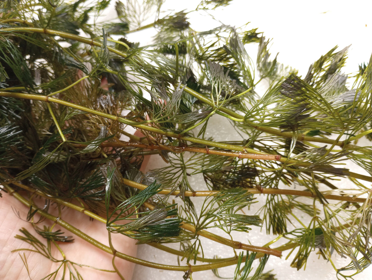 Green Fanwort Live Aquarium Plant – Cabomba Caroliniana Freshwater Oxygenating Plant