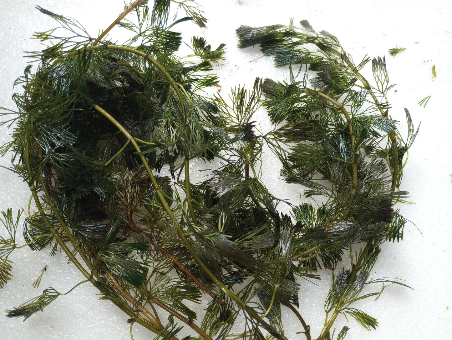 Green Fanwort Live Aquarium Plant – Cabomba Caroliniana Freshwater Oxygenating Plant