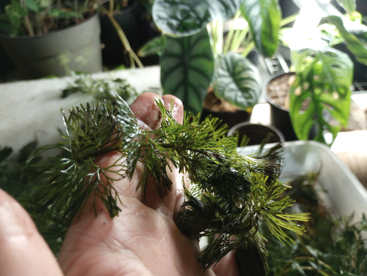 Green Fanwort Live Aquarium Plant – Cabomba Caroliniana Freshwater Oxygenating Plant