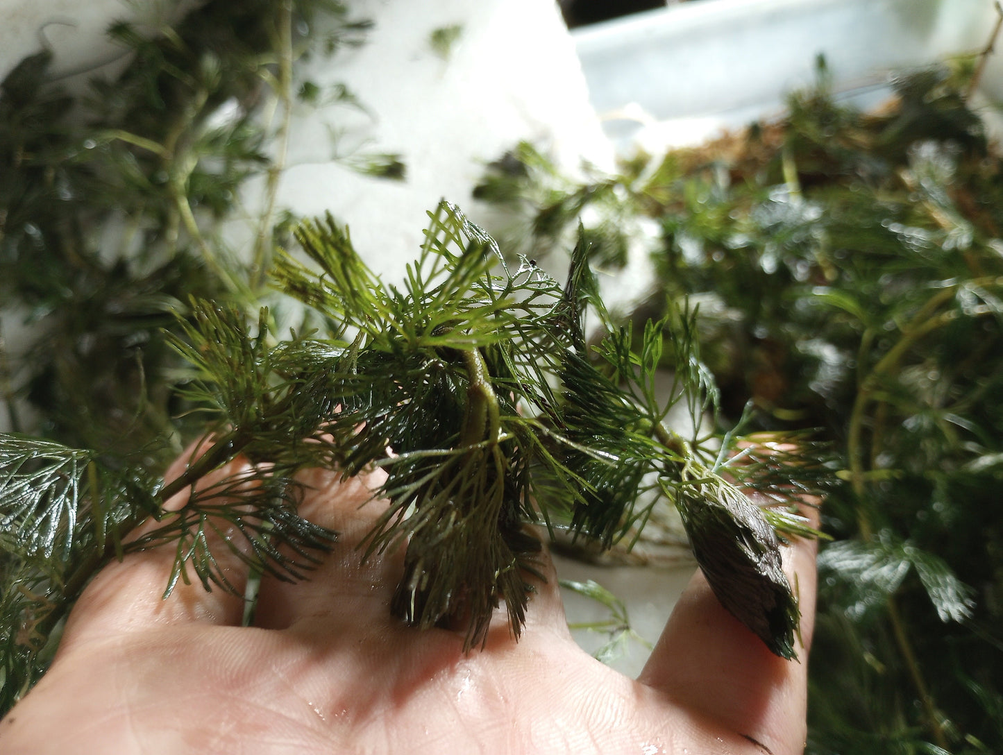 Green Fanwort Live Aquarium Plant – Cabomba Caroliniana Freshwater Oxygenating Plant