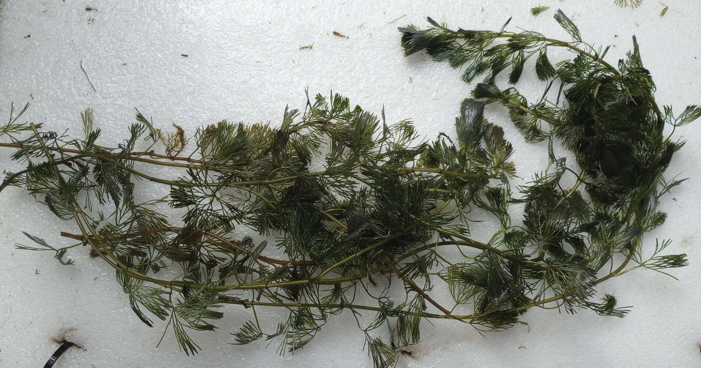 Green Fanwort Live Aquarium Plant – Cabomba Caroliniana Freshwater Oxygenating Plant