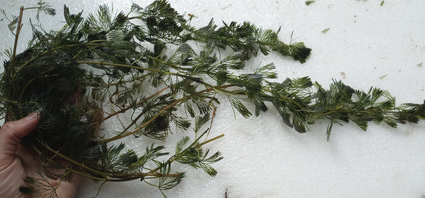 Green Fanwort Live Aquarium Plant – Cabomba Caroliniana Freshwater Oxygenating Plant