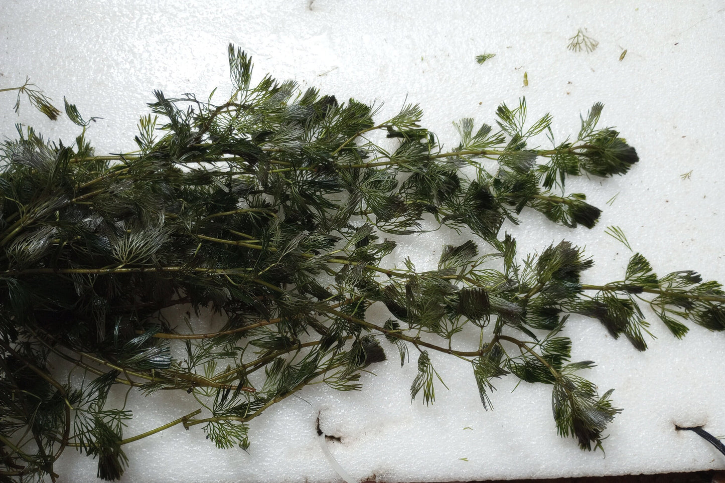 Green Fanwort Live Aquarium Plant – Cabomba Caroliniana Freshwater Oxygenating Plant