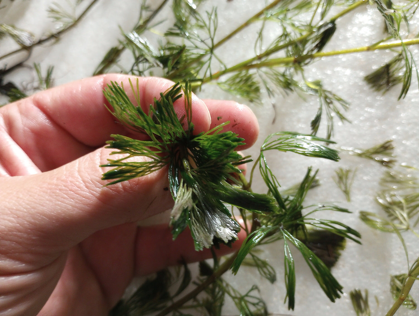 Green Fanwort Live Aquarium Plant – Cabomba Caroliniana Freshwater Oxygenating Plant