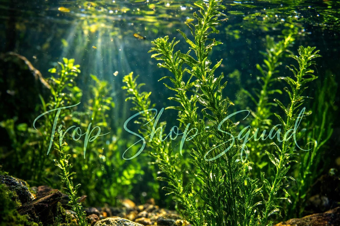 Trop Shop Squad Organic Anacharis Elodea Densa (Buy 2 get 1 Free) Filtering Oxygenating Fast Growing Easy Pond and Aquarium Live Plant