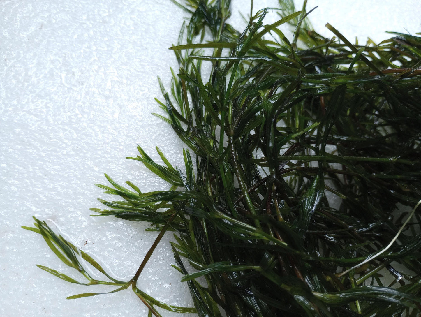 Guppy Grass Bundles, Live Aquarium Plant – Floating Freshwater Plant, Easy Low Light No CO2, Fry & Shrimp,(Buy 2 Get 1 Free)