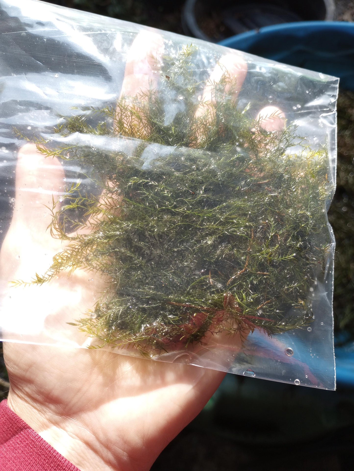 Java Moss (Taxiphyllum barbieri) live aquarium plant, beginner fast Growing moss for Aquarium Terrarium Aquascaping Fish Tanks and Koi Ponds