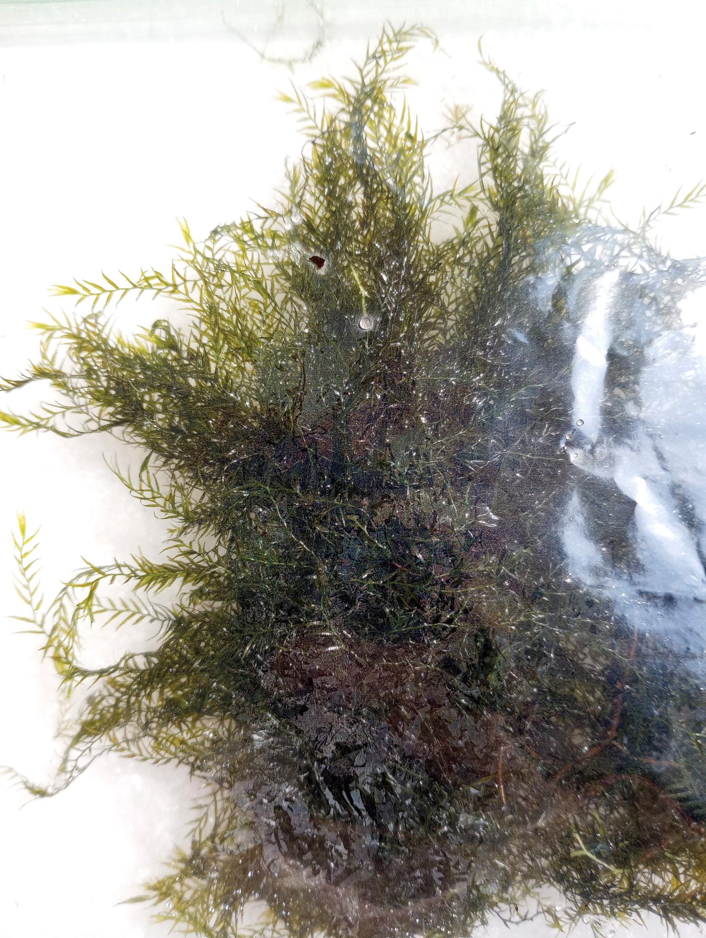 Java Moss (Taxiphyllum barbieri) live aquarium plant, beginner fast Growing moss for Aquarium Terrarium Aquascaping Fish Tanks and Koi Ponds