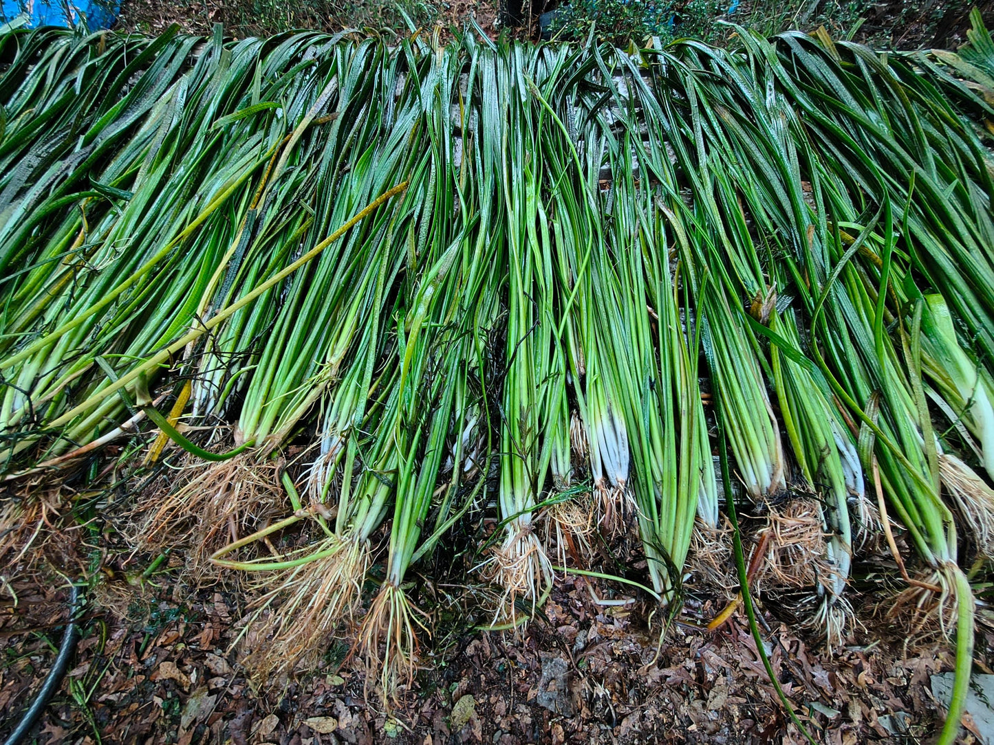 Live Jungle Vallisneria (Jungle Vals) – Hardy Aquarium & Pond Plant | Fast Growing, Easy Care