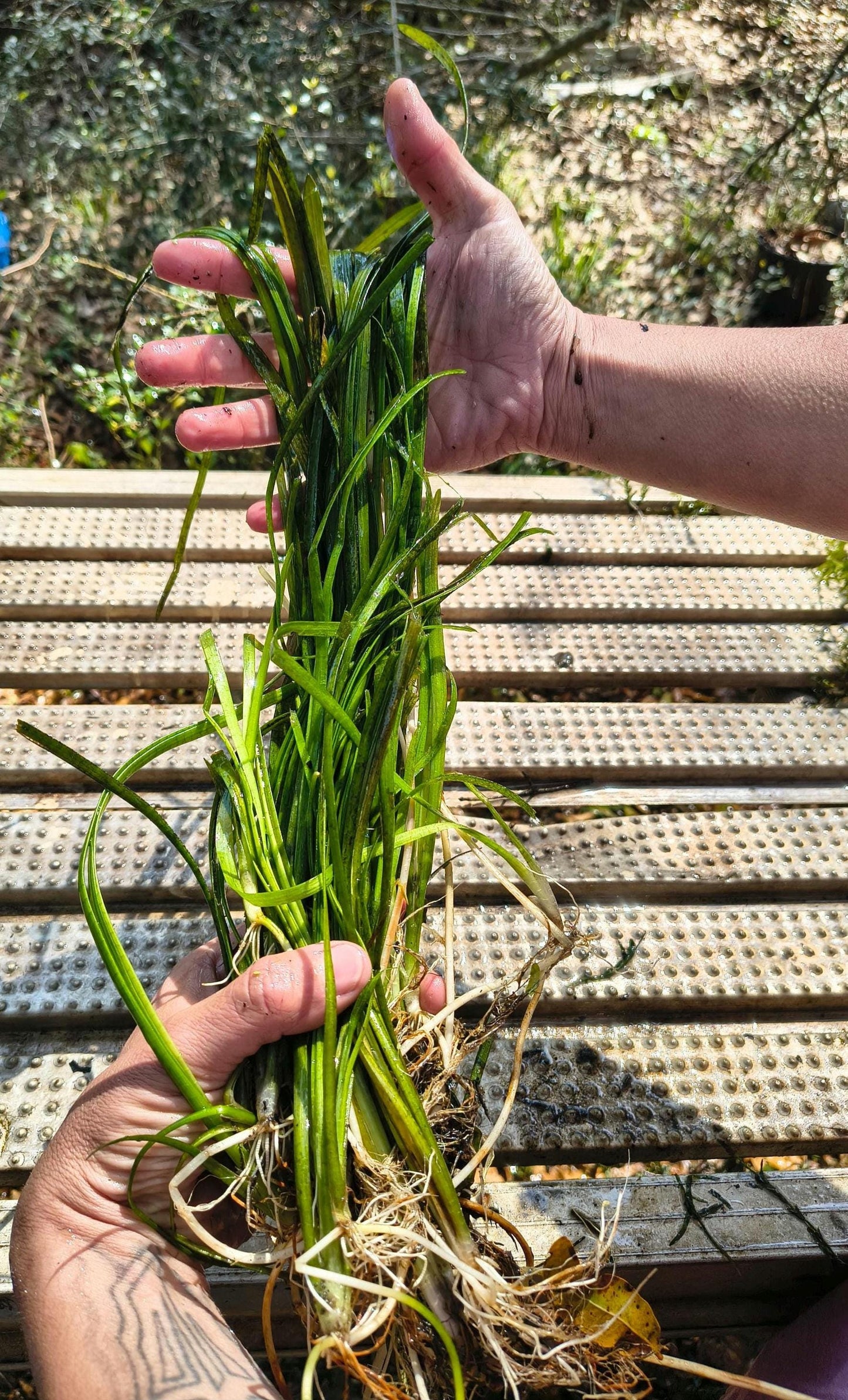 Live Jungle Vallisneria (Jungle Vals) – Hardy Aquarium & Pond Plant | Fast Growing, Easy Care