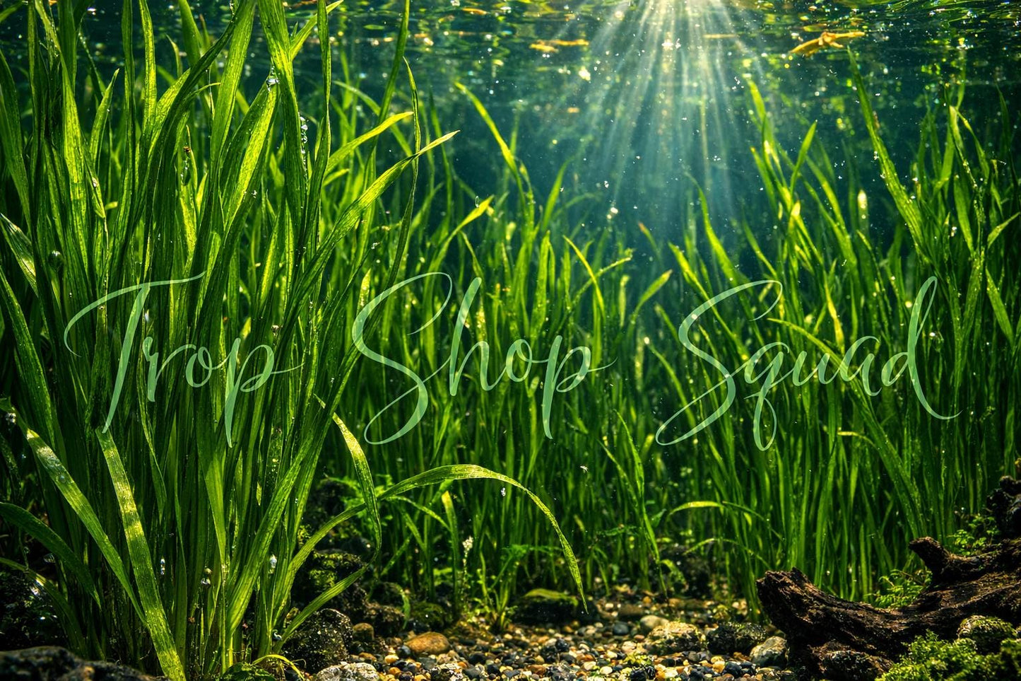 Live Jungle Vallisneria (Jungle Vals) – Hardy Aquarium & Pond Plant | Fast Growing, Easy Care