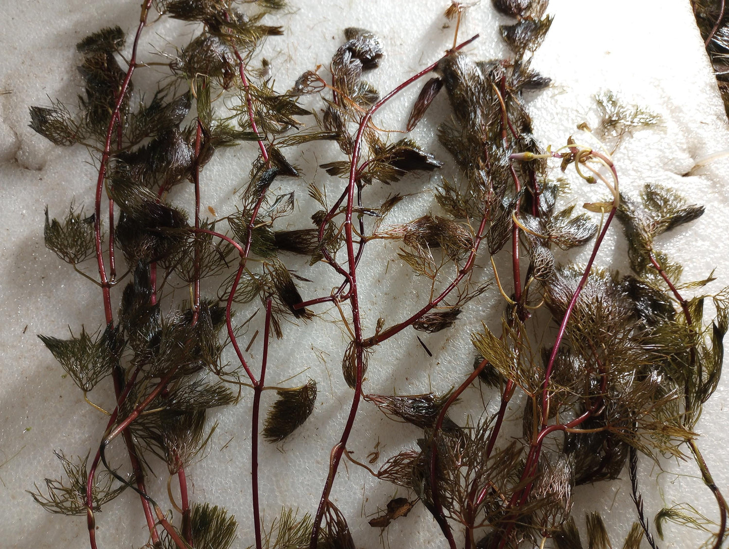 Purple Fanwort Live Aquarium Plant (Cabomba Furcata) – Vibrant Red/Purple Stem Plant – Freshwater Aquarium & Pond Plant - Fast Growing