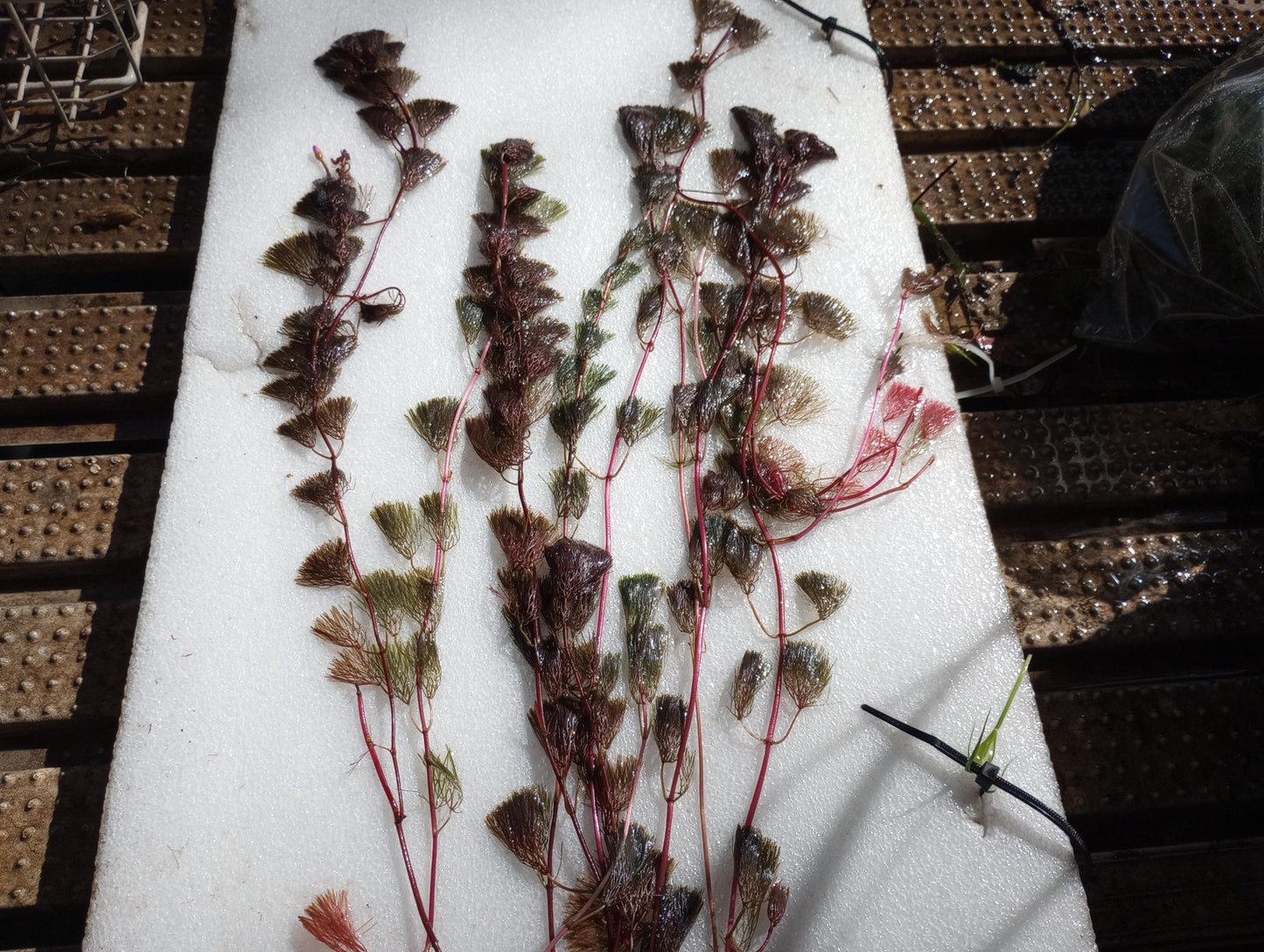 Purple Fanwort Live Aquarium Plant (Cabomba Furcata) – Vibrant Red/Purple Stem Plant – Freshwater Aquarium & Pond Plant - Fast Growing