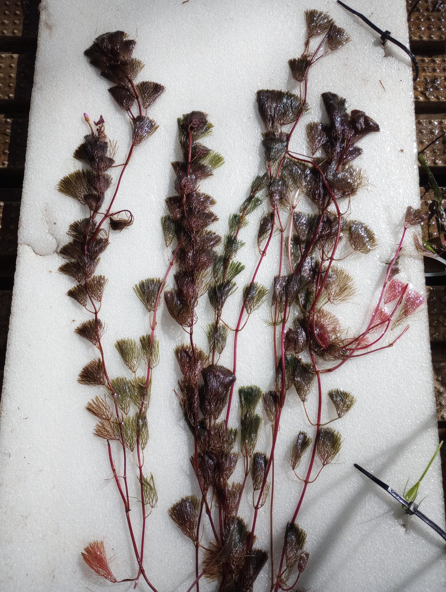 Purple Fanwort Live Aquarium Plant (Cabomba Furcata) – Vibrant Red/Purple Stem Plant – Freshwater Aquarium & Pond Plant - Fast Growing