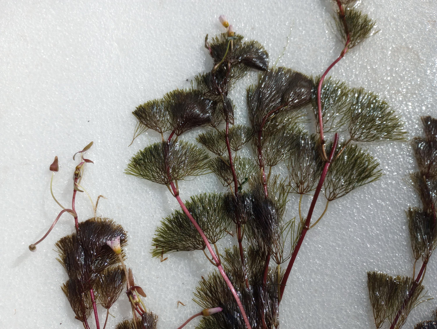 Purple Fanwort Live Aquarium Plant (Cabomba Furcata) – Vibrant Red/Purple Stem Plant – Freshwater Aquarium & Pond Plant - Fast Growing