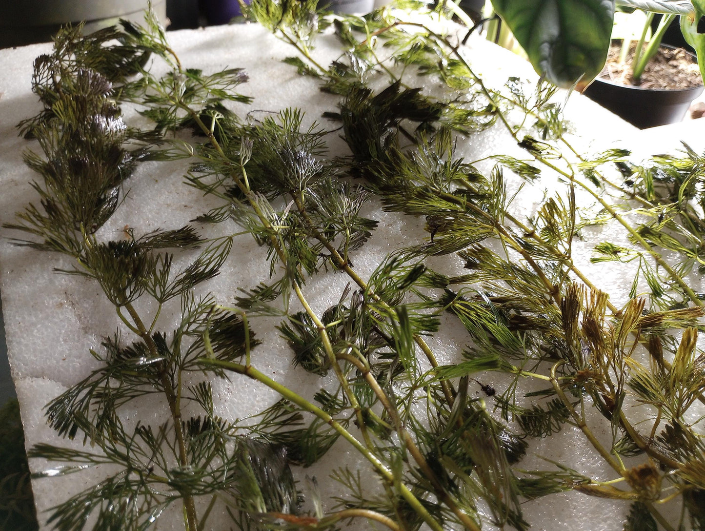 Green Fanwort Live Aquarium Plant – Cabomba Caroliniana Freshwater Oxygenating Plant